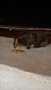 Dark tortoiseshell cat eating dry food scattered on a concrete ledge at night.