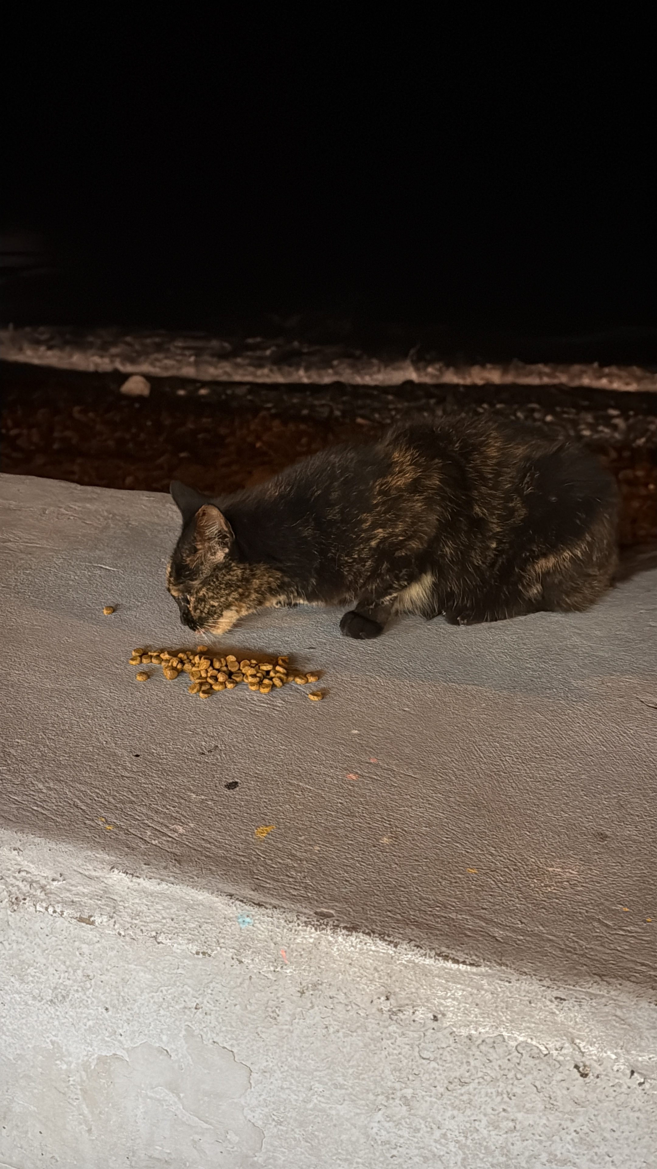 Dark tortoiseshell cat eating dry food scattered on a concrete ledge at night.