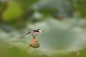 A White Wagtail perches delicately on a pink lotus seed pod at a wetland park and it's just about to take off as its leaning forward. The background is softly blurred green, creating a peaceful and serene scene focused entirely on the bird.