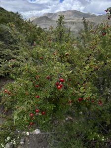 Wild shrub with bright red rose hips against a cloudy mountain background.