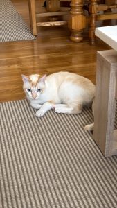 A white cat lies on the edge of a grey rug on a polished wooden floor, furniture behind.  The cat is looking at the camera.