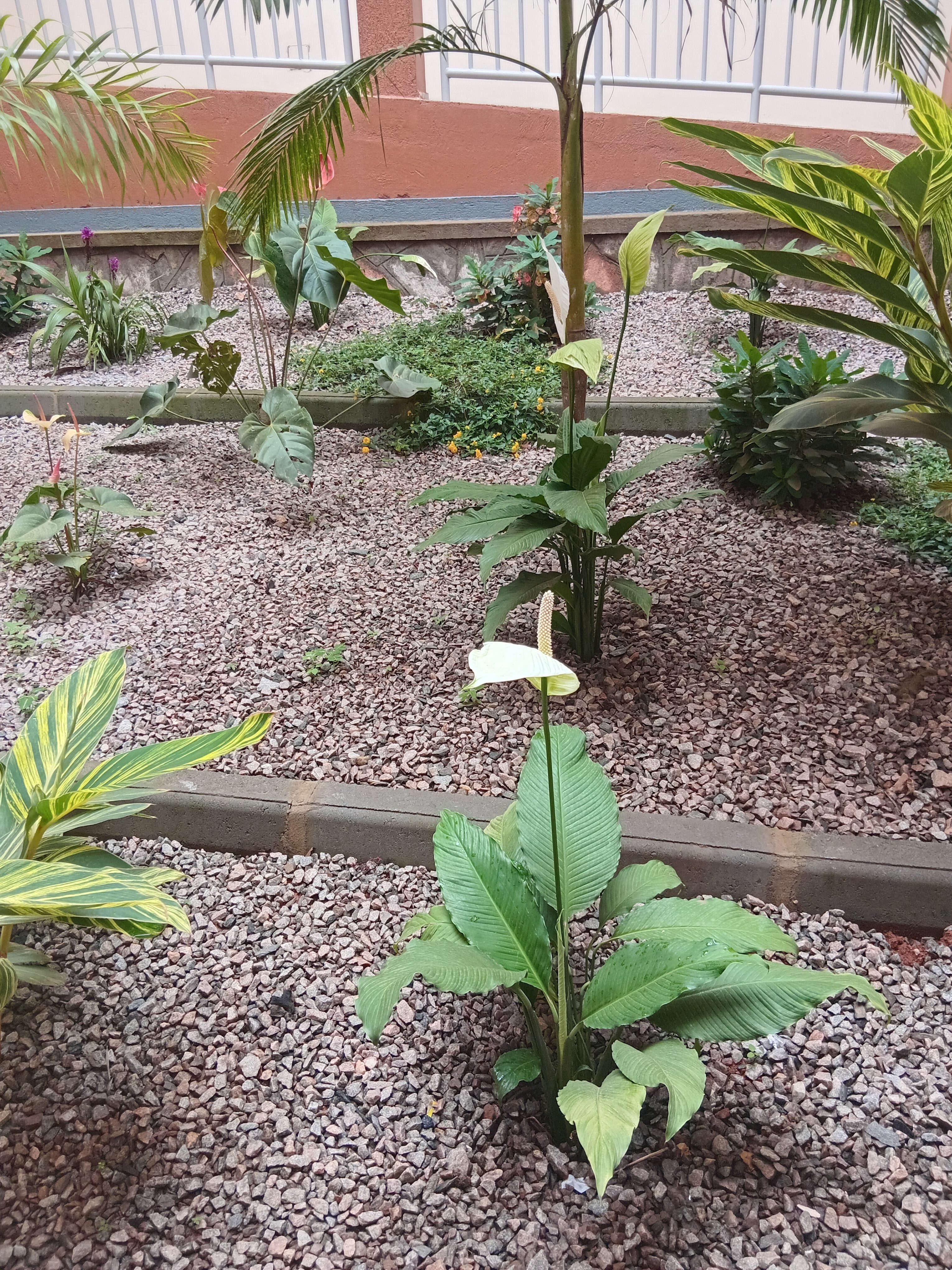 A landscaped garden area featuring various plants and flowers.