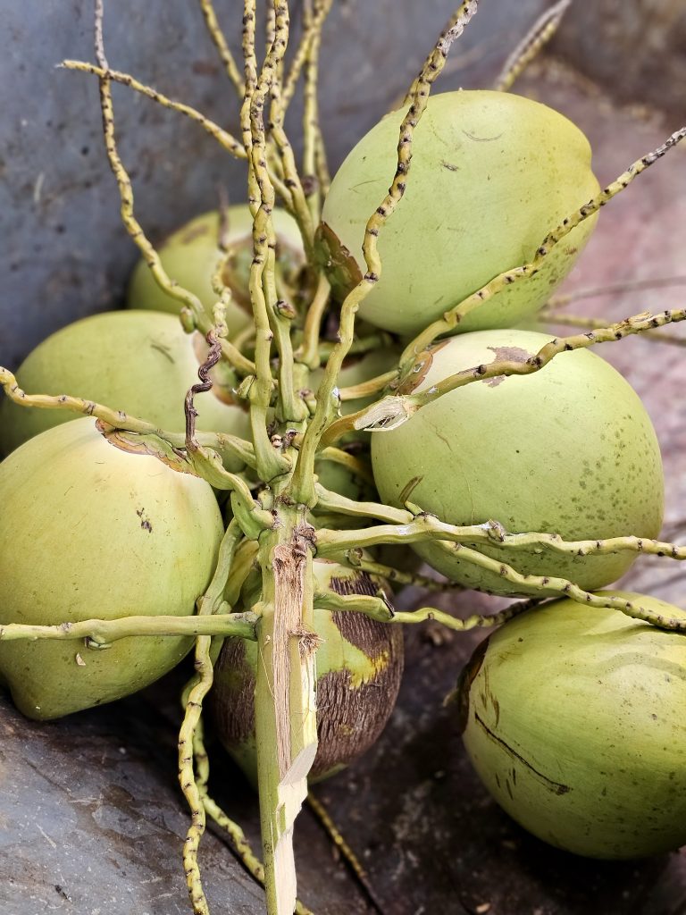 A cluster of young green coconuts attached to their branching stem, showing the fruit and natural structure of a coconut palm. Location: Ayamkudy, Kottayam, Kerala.