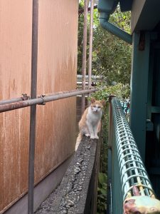 A light orange and white cat sits confidently on a narrow concrete ledge between two buildings.
