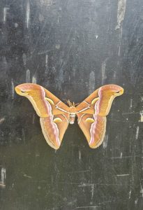 A large luna moth sitting on the back of black gate, wings spread wide.