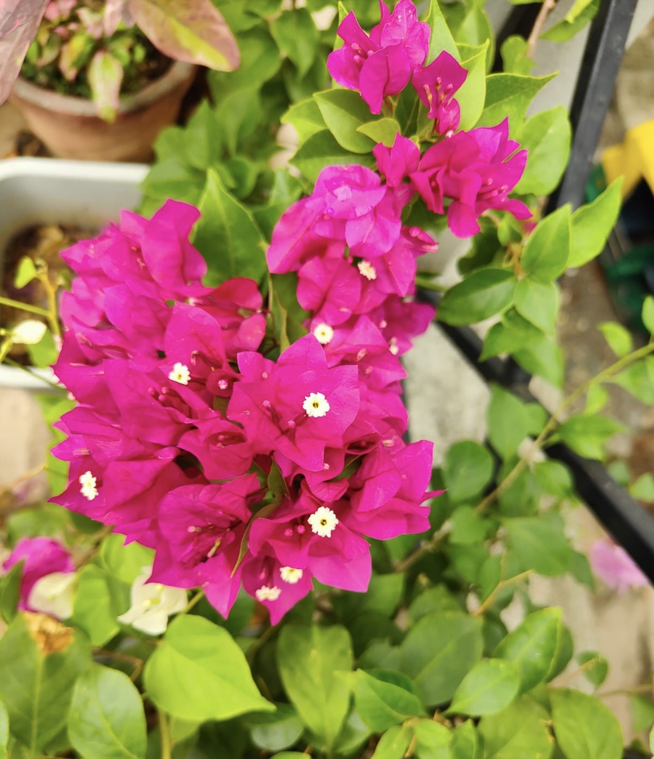 Vibrant cluster of pink bougainvillea flower