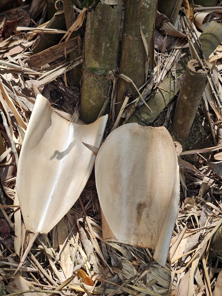 Two pale bamboo sheaths lie among dry leaves at the base of a bamboo clump, revealing bamboo's natural textures and growth stages. The contrasting green stems and dry foliage create an interesting natural composition. Ayamkudy, Kottayam, Kerala.