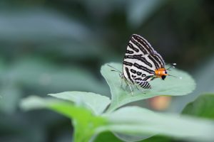 A vibrant butterfly rests delicately on a lush green leaf, its intricate black and white stripes sharply contrasting against the bright colors. Soft, out-of-focus greenery forms the blurred background.