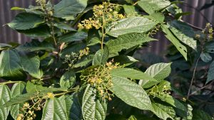 A close up view of lush green plant branches filled with textured leaves, small yellow flowers, and tiny unripe green berries growing in bright natural daylight