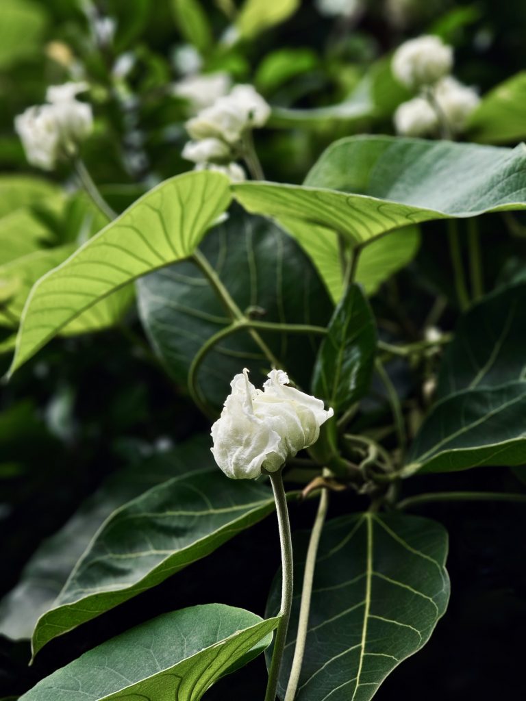 A delicate white flower (moon flower or Argyreia nervosa) rises among large green leaves, with softly blurred foliage that creates a natural background and highlights the flower. Location: Ayamkudy, Kottayam, Kerala.