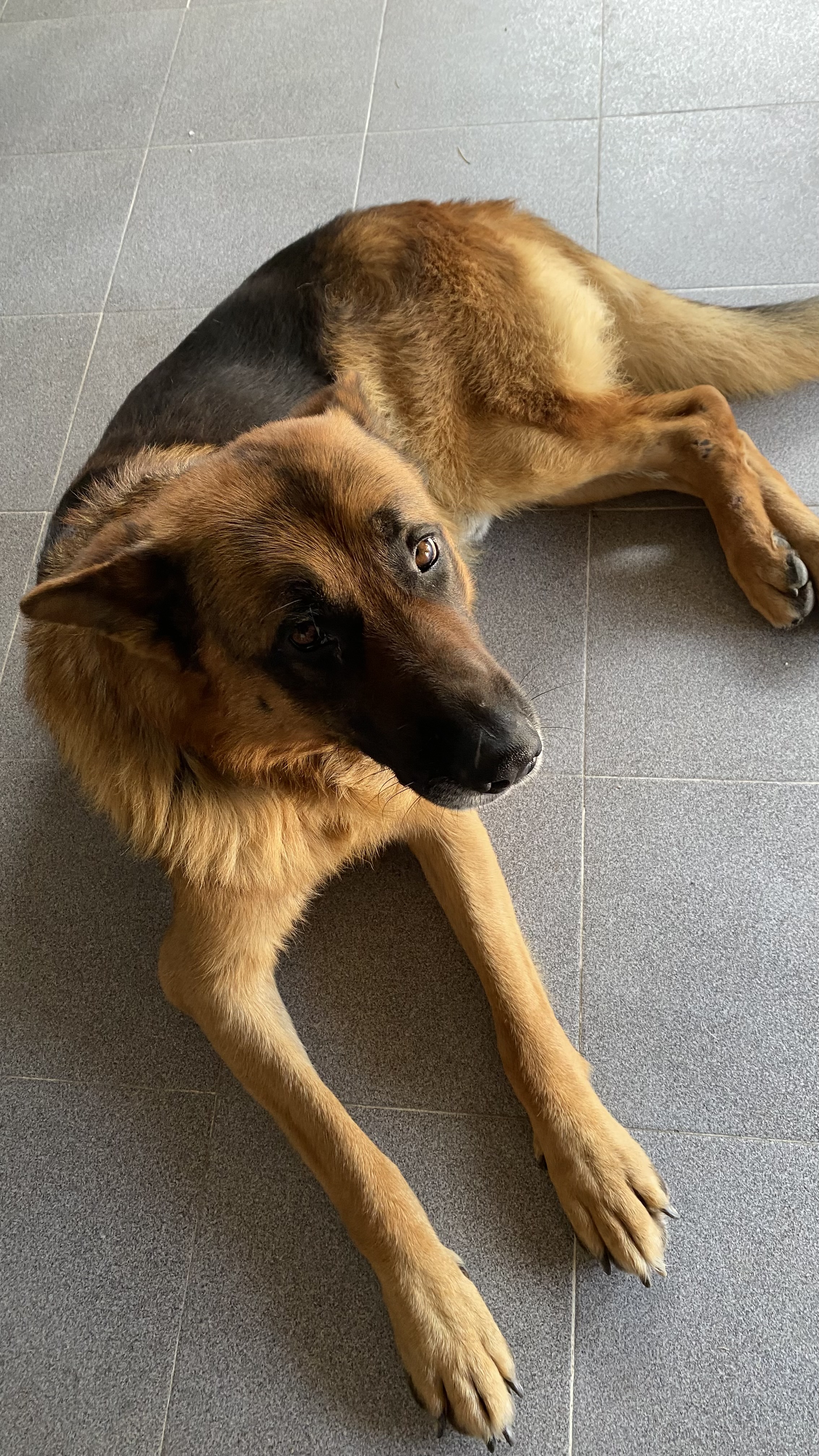 German Shepherd dog lying on a gray tiled floor, looking directly up at the camera.