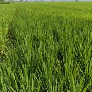 
A lush green field filled with tall rice plants, their slender, vibrant leaves stretching upwards.