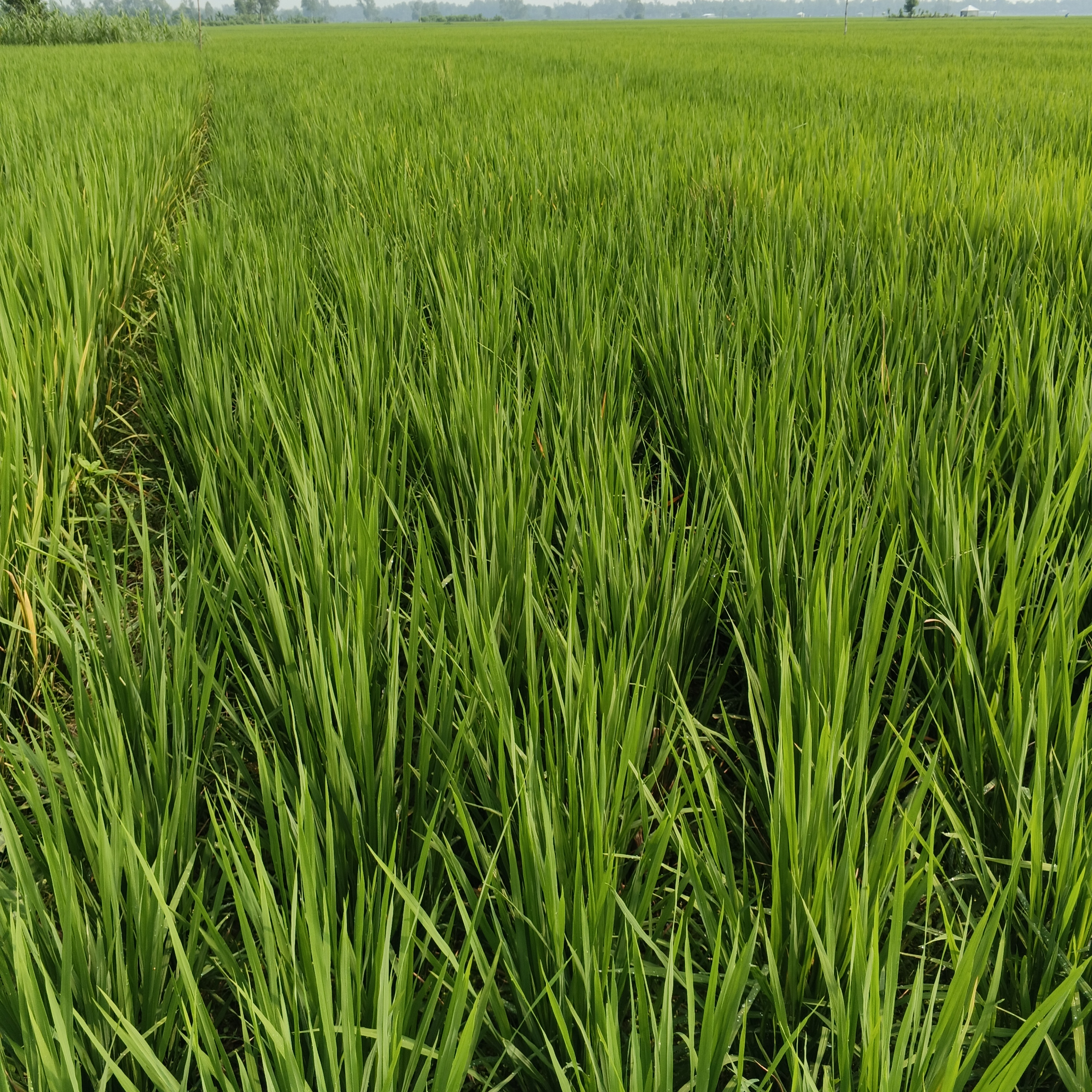 A lush green field filled with tall rice plants, their slender, vibrant leaves stretching upwards.