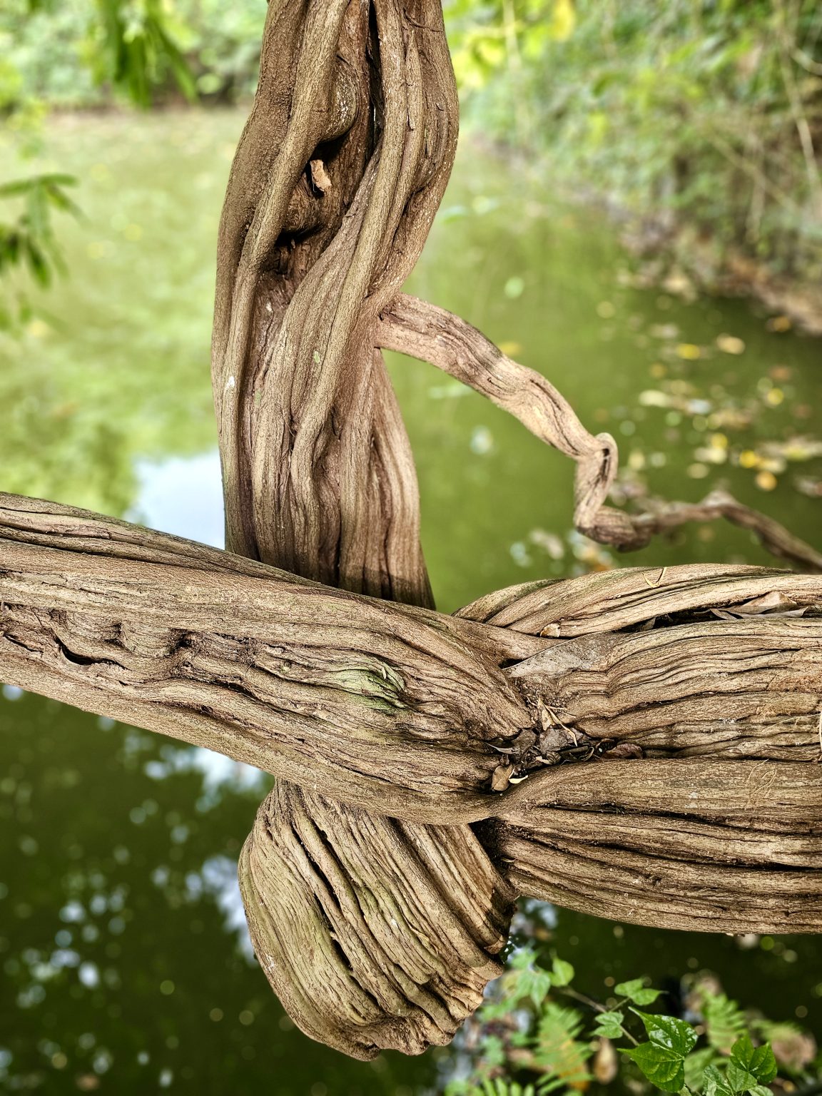 Thick, weathered monkey ladder vine (Bauhinia glabra) twist and intertwine above a green pond. The detailed wood texture contrasts beautifully with the soft, blurred water in the background. Location: Ayamkudy, Kottayam, Kerala.