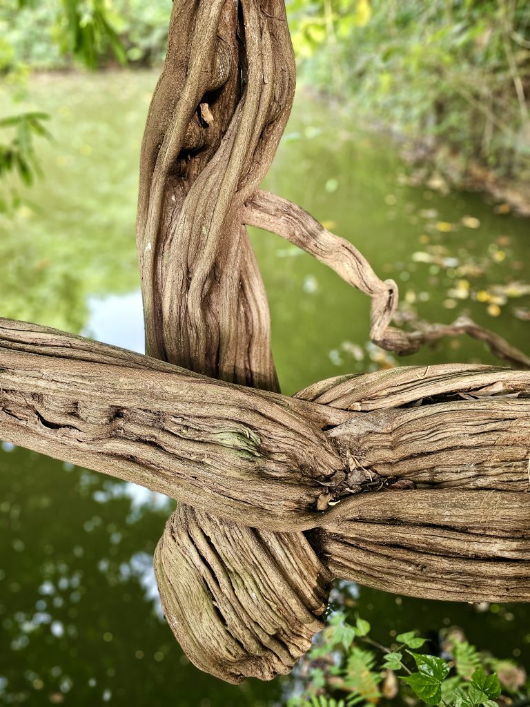 Thick, weathered monkey ladder vine (Bauhinia glabra) twist and intertwine above a green pond. The detailed wood texture contrasts beautifully with the soft, blurred water in the background. Location: Ayamkudy, Kottayam, Kerala.