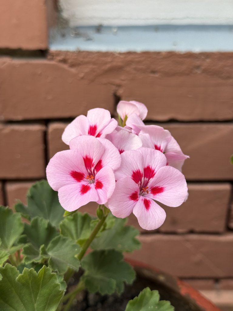 A cluster of delicate pink flowers with a subtle, soft texture is prominently displayed.