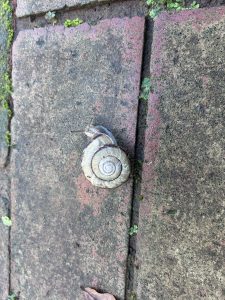 A close-up of a snail resting on a textured brick pathway, known as “denden mushi” in Japanese.
