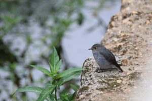 A female Plumbeous Water Redstart perches on a mossy rock face near a stream. In the background, there’s blurred greenery. A vibrant green plant adds a touch of color to the foreground.