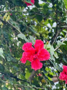 
A vibrant pink flower with ruffled petals blooms prominently against a backdrop of lush green leaves.
