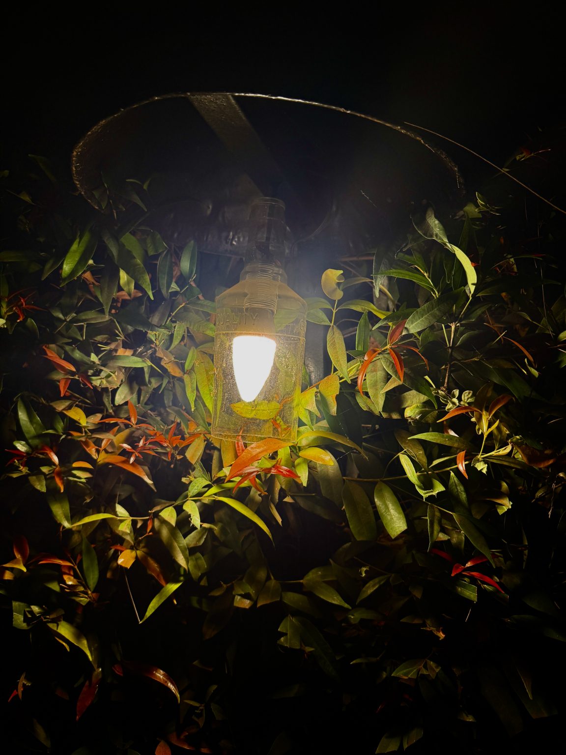 Lantern light casting a warm glow over night-time foliage.