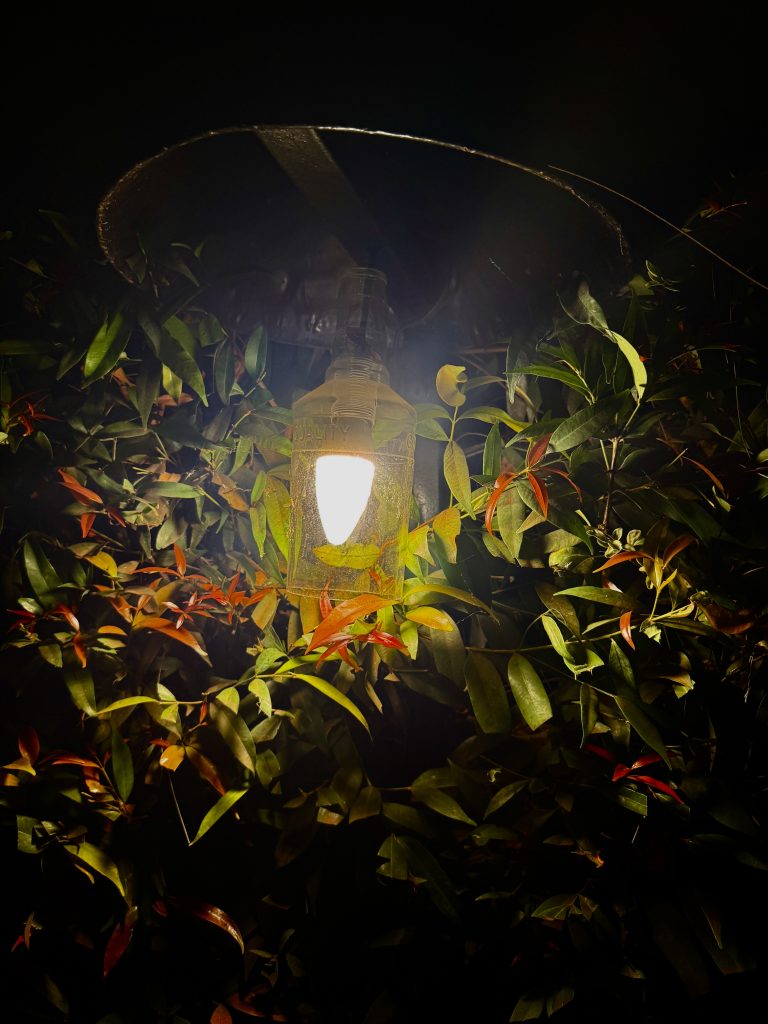 Lantern light casting a warm glow over night-time foliage.