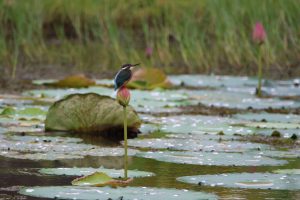 A striking photograph captures a Common Kingfisher perched on a vibrant pink lotus stem within a tranquil wetland environment. The bird is perfectly framed against the backdrop of lush green reeds and lily pads scattered across the water’s surface.
