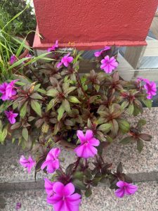 A potted Impatiens plant displaying vibrant magenta-pink blossoms set against dark greenish-purple foliage near the base of a red wall.