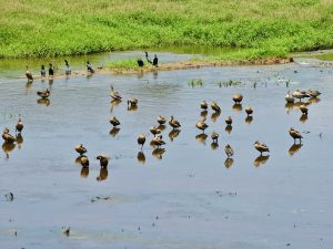 A wide view of a wetland filled with many water birds, a group of whistling ducks (Dendrocygna javanica) and Indian Cormorants resting and standing in shallow water. Their reflections, the flowing water, and the green vegetation create an interesting picture of local birdlife. Location: Sanketham Viewpoint, Kozhikode, Kerala.