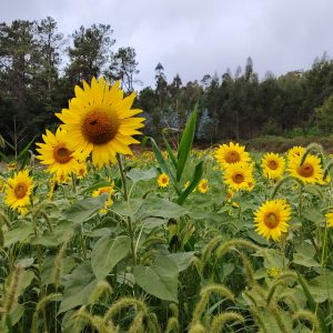 Sunflower field with large flowers in the foreground, green grass and low vegetation, and tall trees in the background under a cloudy sky.