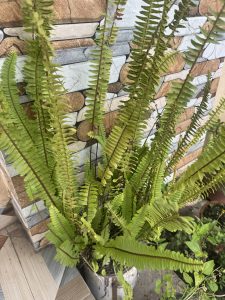A potted sword fern (Nephrolepis) with long, vibrant green fronds stretching upwards in front of a tiled wall featuring a stone pattern.