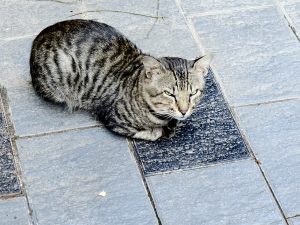 A grey tabby cat rests on a tiled walkway. 