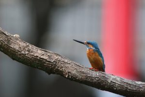 A Common Kingfisher perched on a weathered branch against a soft blurred background.
