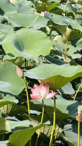 Pink lotus flowers amongst many green lotus leaves.
