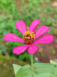 Close-up shot of a vibrant pink zinnia flower featuring distinct petals and a bright yellow detailed center, set against a soft, blurred green natural background.