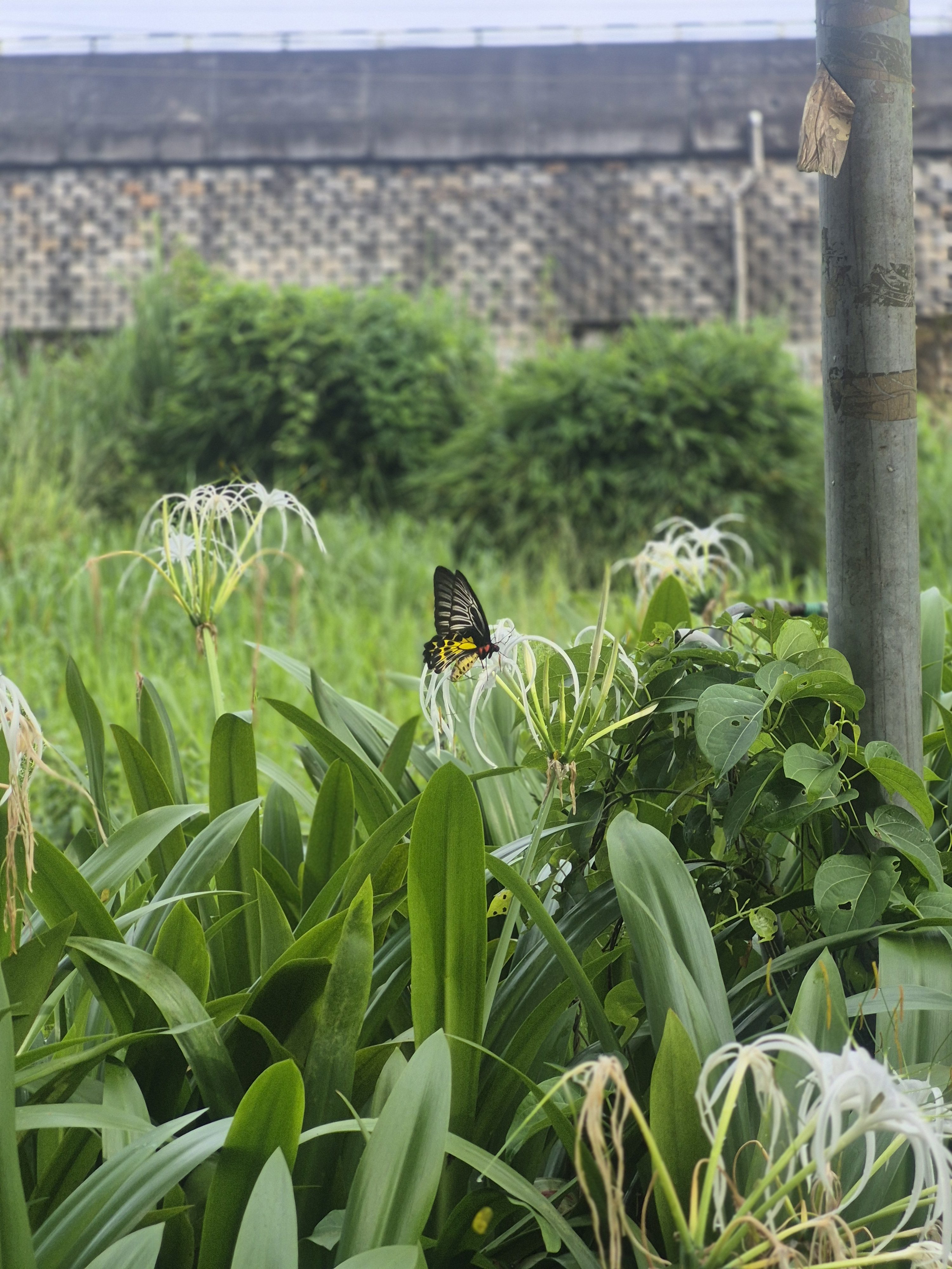 A black and yellow butterfly perched on a white spider lily amid lush green foliage, with a blurred stone wall in the background.