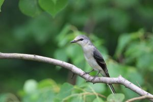 A small, grey bird perches on a branch among lush green foliage. The bird has a dark head and wings contrasting with its pale gray body. The branch is textured with bark, and leaves of varying shapes and sizes surround the bird, creating a blurred background effect that emphasizes the subject.