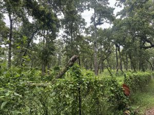 A dense forest with tall green trees and thick undergrowth. A chain-link fence overgrown with leafy vines runs along the foreground, with a large fallen tree trunk slanting over the fence line.