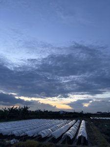 Rows of covered crops in a rural field beneath a dramatic cloudy sky at sunset.
