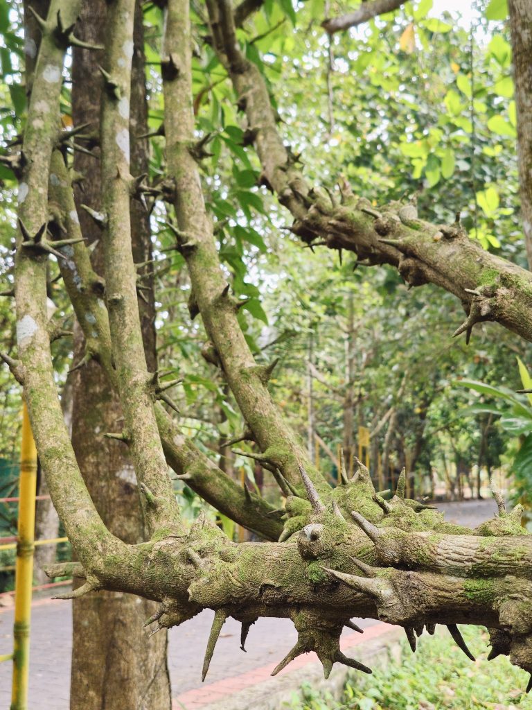 A heavily thorn-covered vine branch (possibly Dalbergia armata/Hluhluwe creeper) extends through a lush tropical setting. The unusual thorns, moss, and textured bark make this an interesting botanical subject with strong environmental context. Location: Ayamkudy, Kottayam, Kerala.