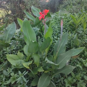 Lush green plants with broad leaves and bright red flowers in a garden.