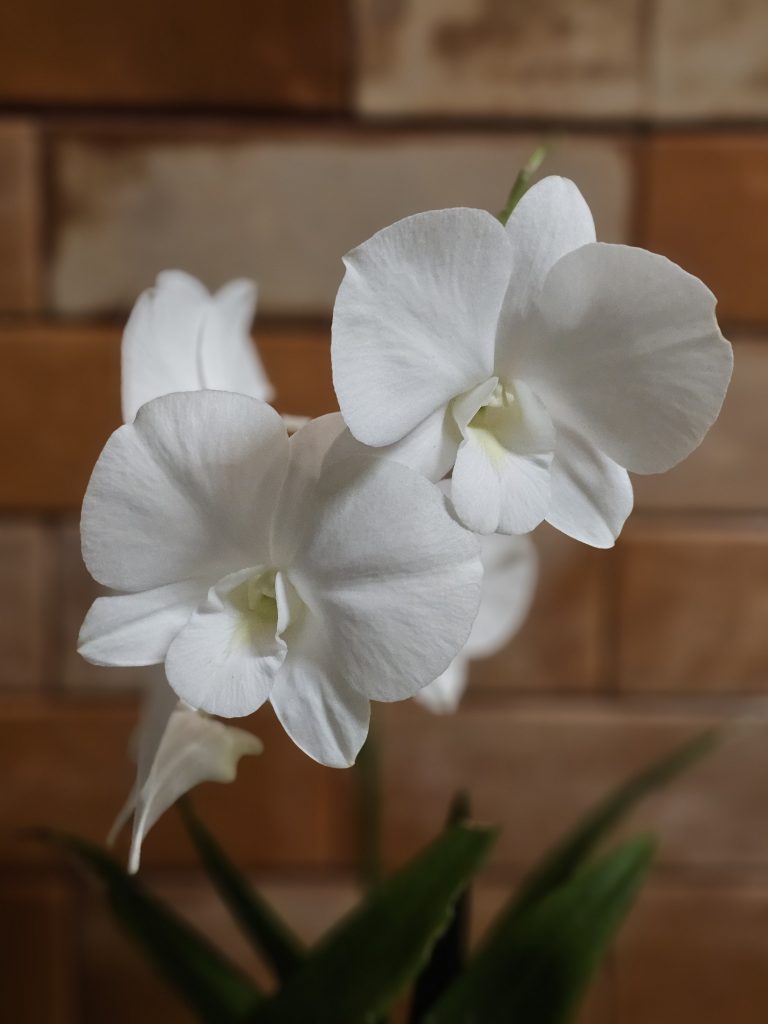 White orchid blooms against a rustic brick wall background.