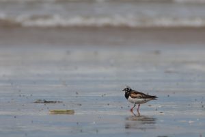 A shorebird called Ruddy Turnstone stands on a beach.