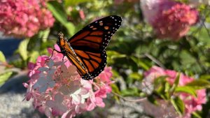 A monarch butterfly perched on a pink and white flower head.