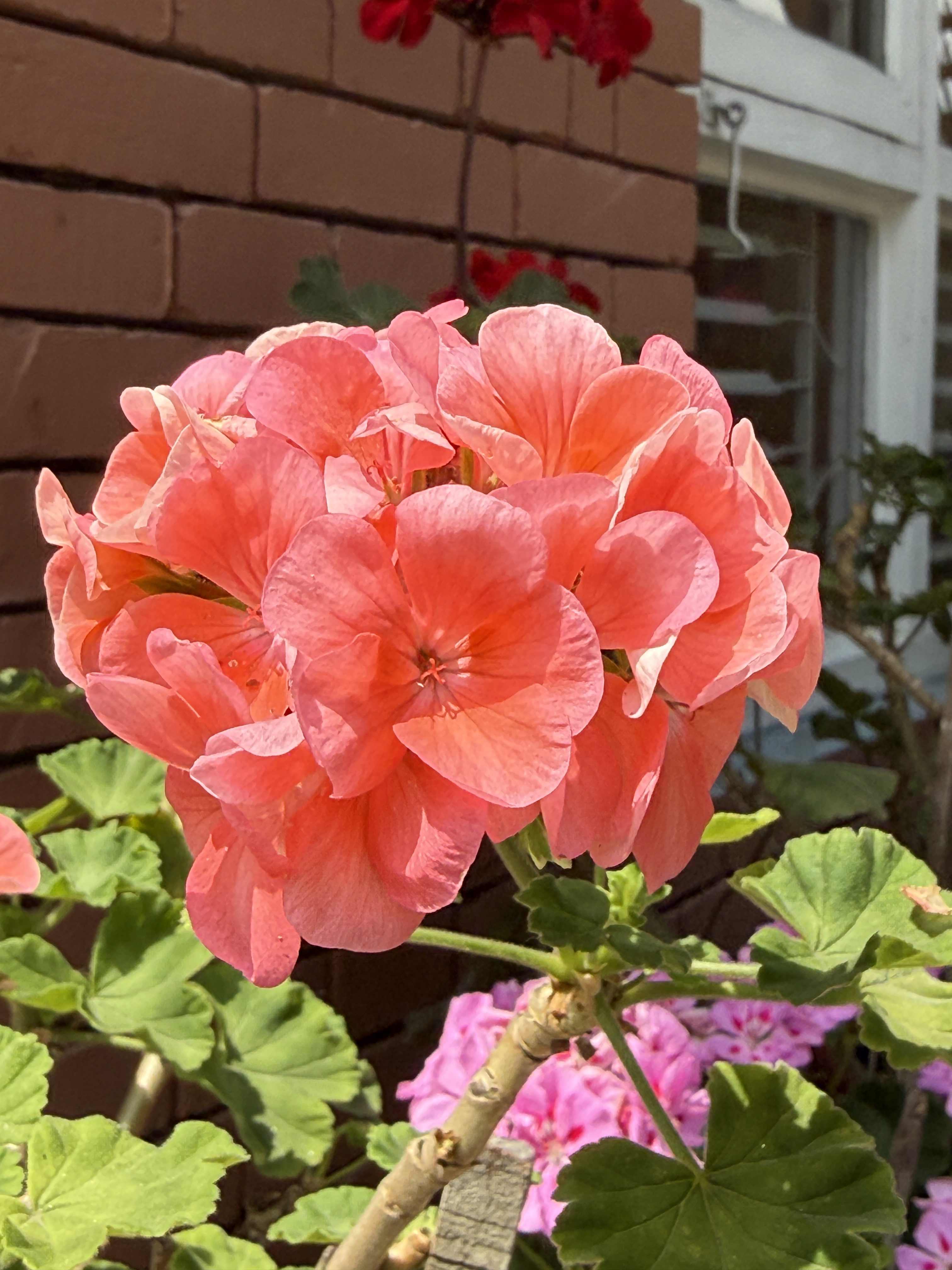 A cluster of vibrant coral-pink flowers is prominently displayed, showcasing their delicate, rounded petals that slightly overlap.