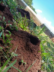 Close-up of a dark brown anthill surrounded by green grass and small plants.

