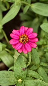 Pink zinnia flower blooming among green leaves, with a small fly resting on one of the leaves below the flower.