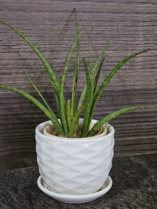 A snake plant grows in a white textured ceramic pot placed against a dark wooden background. The tall green leaves create a simple vertical composition with a clear contrast between the plant, pot and background. Ayamkudy, Kottayam, Kerala.