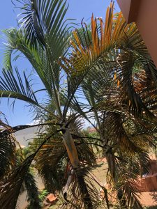 A view of tall palm trees against a clear blue sky. 
