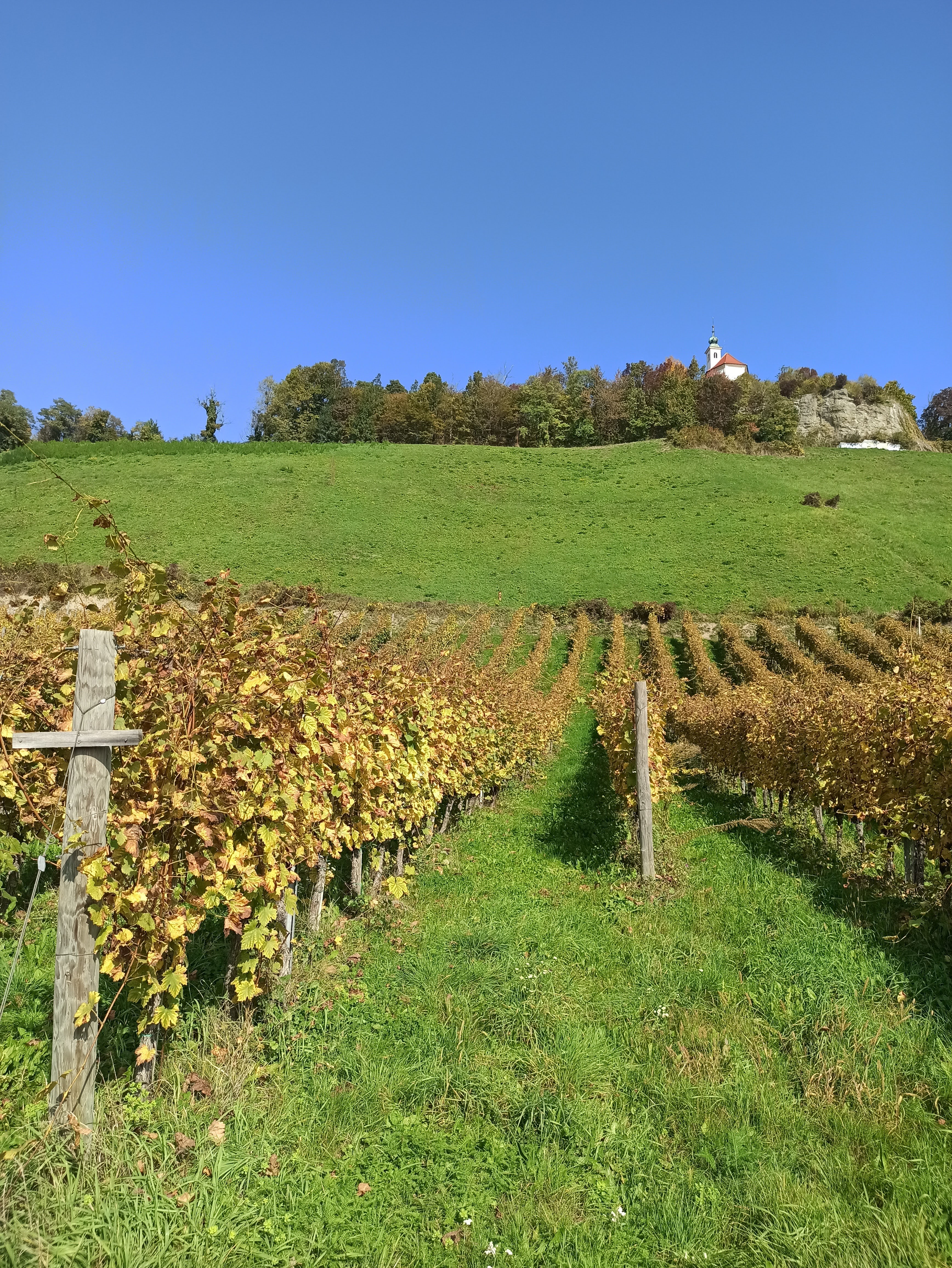 Rows of golden autumn vineyard vines leading up a green hill toward a small church and treeline under a bright blue sky.