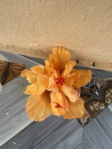 A top-down view of a large, fully open double-petaled peach/orange hibiscus bloom resting against decorative floor tiles and a wall base.